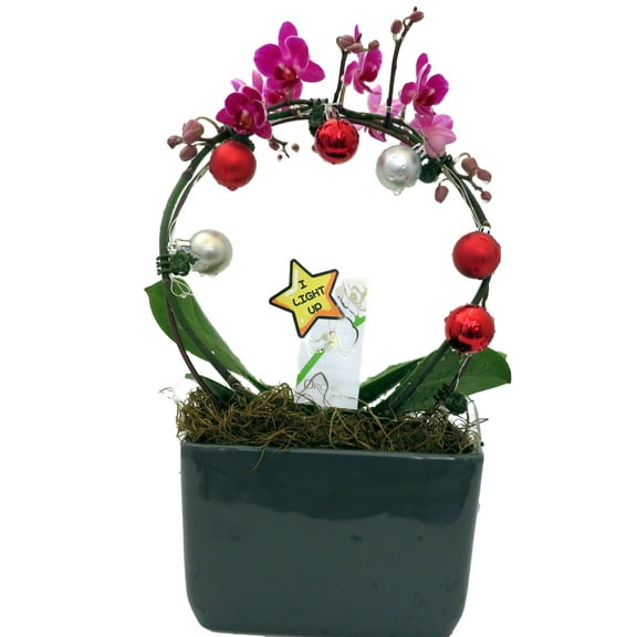Christmas Infinity Loop with Purple Moth Orchid Plant in Gray Ceramic Pot- Phalaenopsis - 3" Pot - Easy House Plant