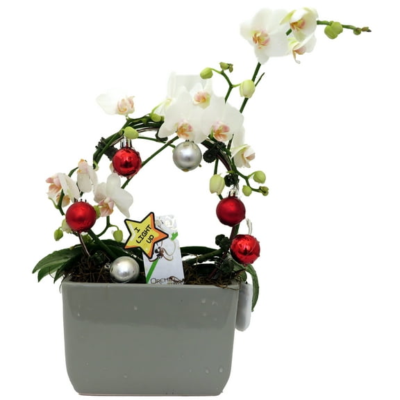 Christmas Infinity Loop with White Moth Orchid Plant in Gray Ceramic Pot- Phalaenopsis - 3" Pot - Easy House Plant
