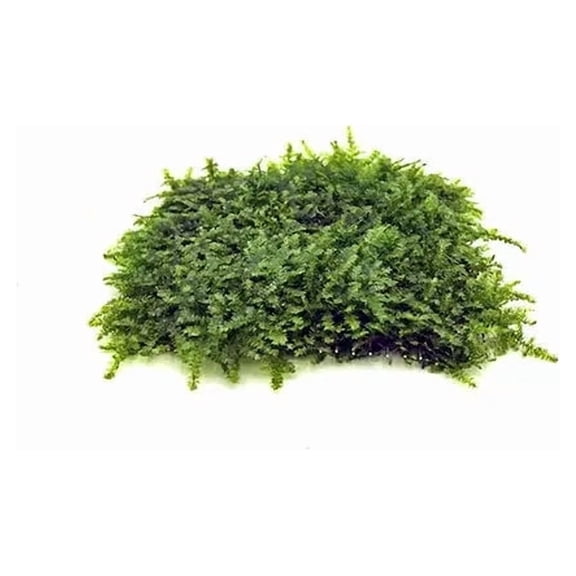 Christmas Moss 3" x 3" Mat (Vesicularia Montagnei) Live Aquarium Plants