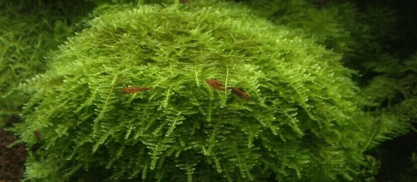 Christmas Moss Live Aquarium Plant – Freshwater Aquatic Moss for Fish Tank, Aquascaping & Planted Tanks, Easy Care Live Plant