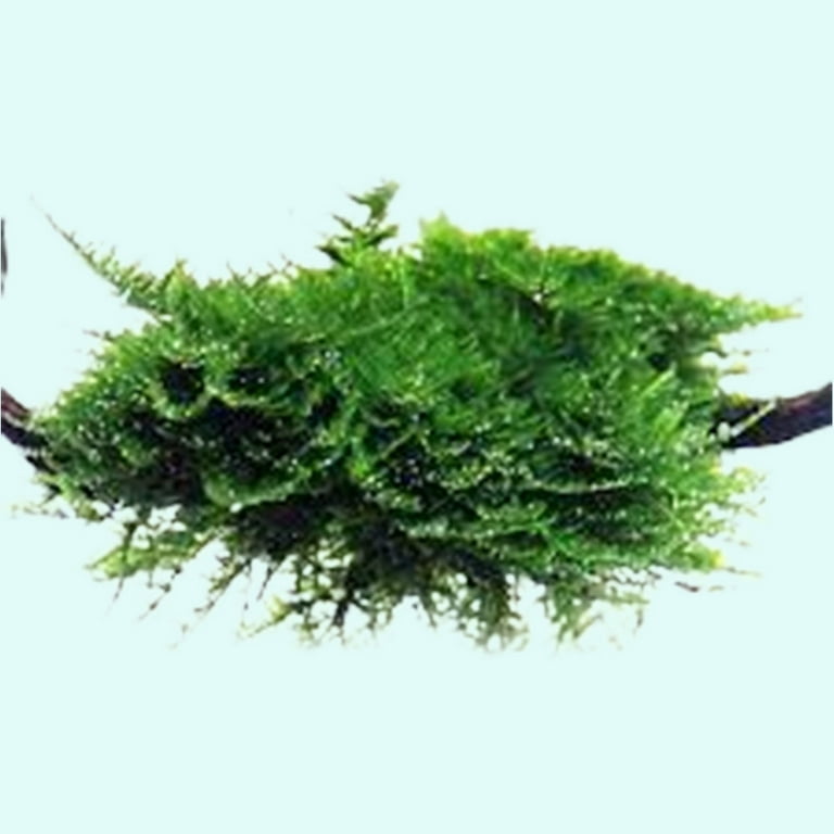 Christmas Moss Vesicularia Portion Live Aquarium Plants Buy2 Get1 Free, Size: Large 4 Ounce Cup, Green