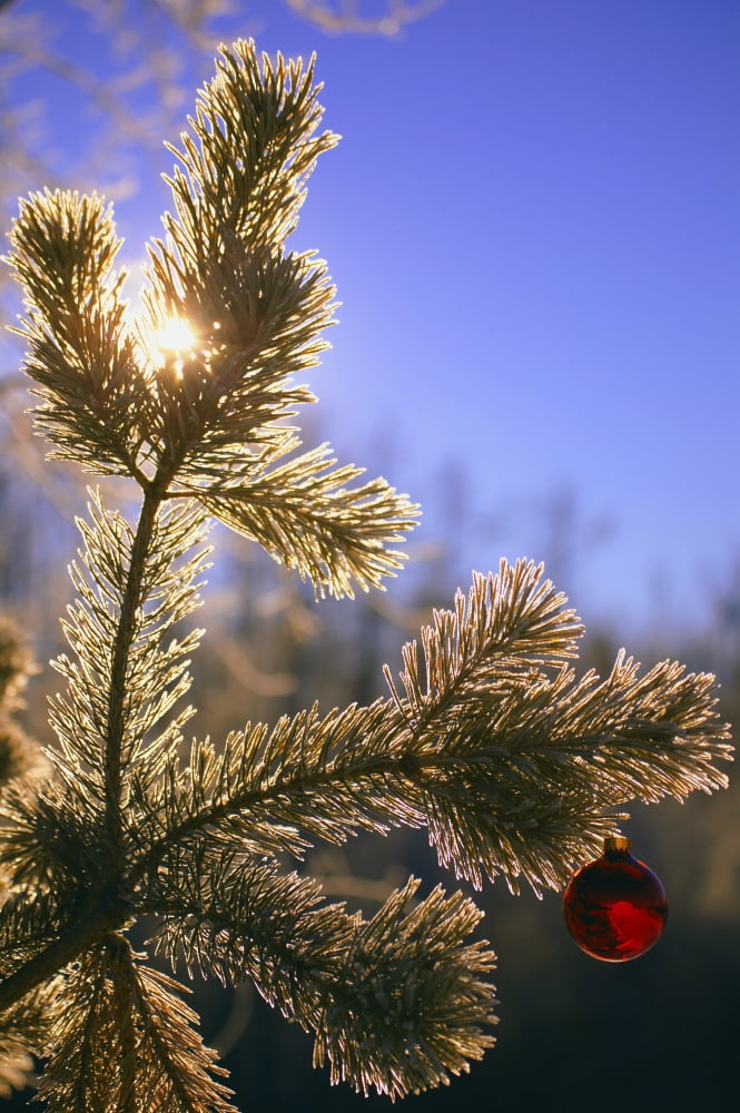 Christmas Ornament Hanging From Tree Outdoors Canvas Art - Carson Ganci Design Pics (22 x 34)