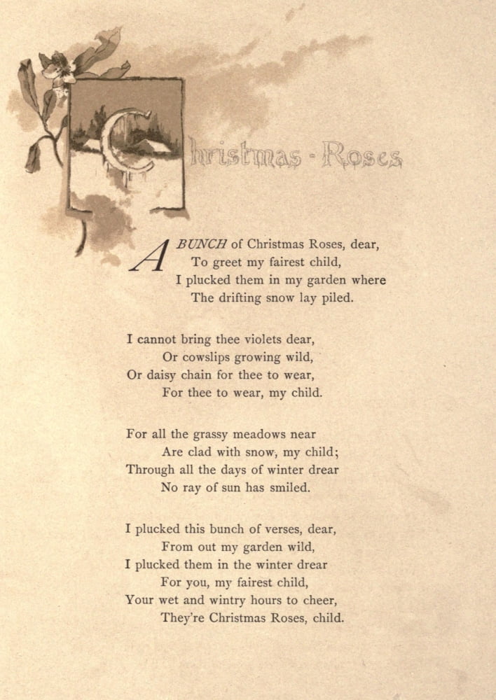 Christmas Roses 1886 Christmas Roses Canvas Art - Robert Ellice Mack (18 x 24)