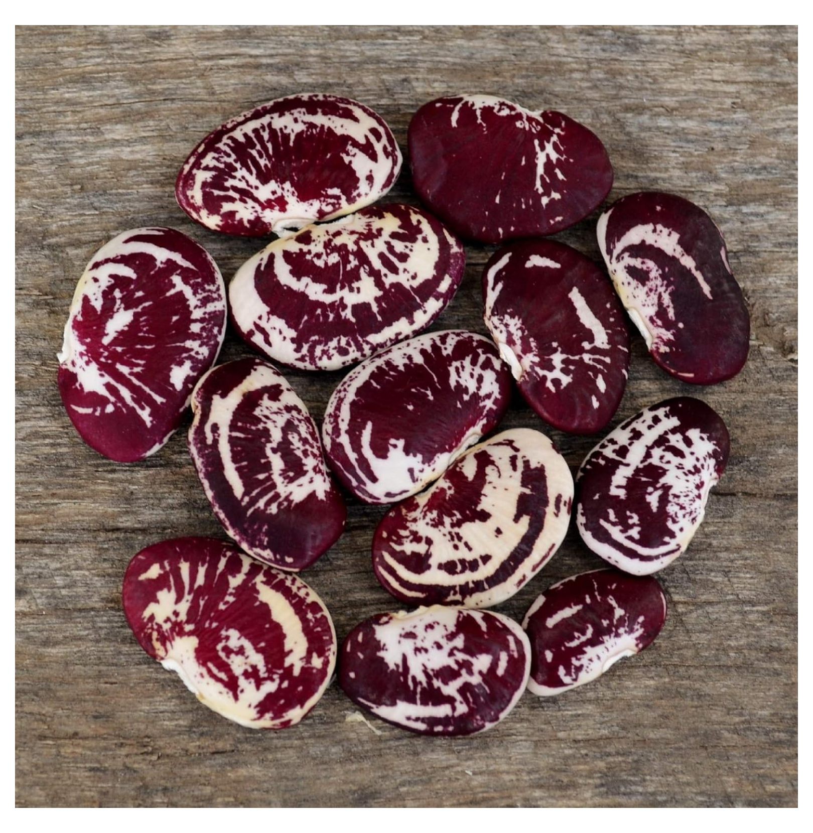 Christmas Speckled Lima Bean 25 Seeds Heirloom Butter Bean Variety, USAGrown, NonGMO