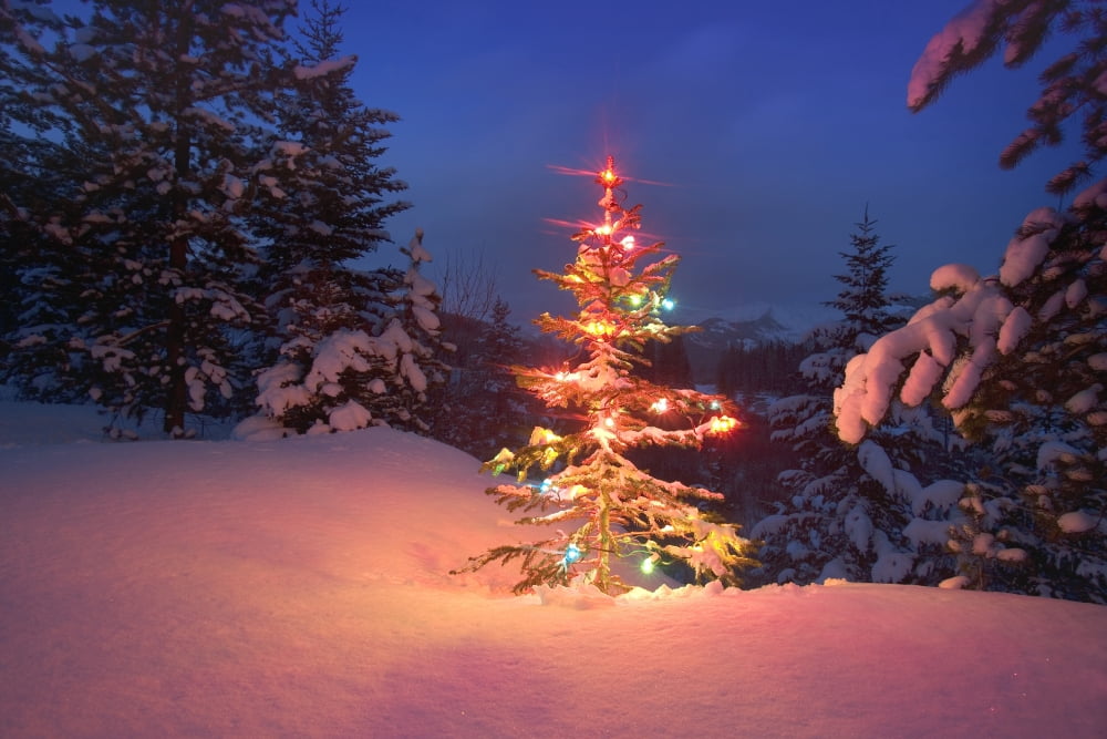 Christmas Tree At Night Canvas Art - Carson Ganci Design Pics (34 x 22)