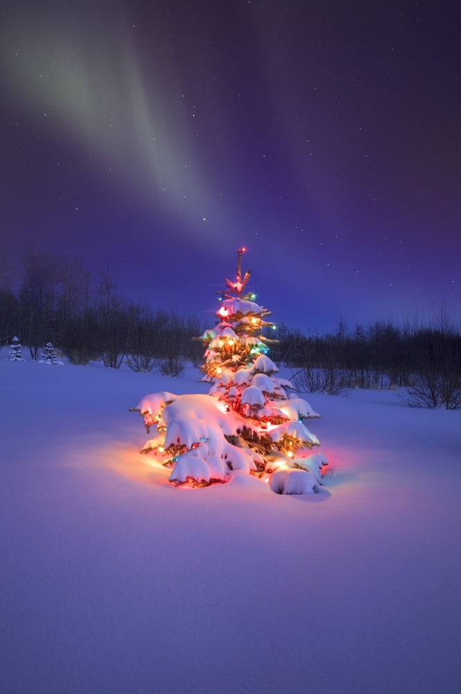 Christmas Tree Glowing Under The Northern Lights Canvas Art - Carson Ganci Design Pics (22 x 34)
