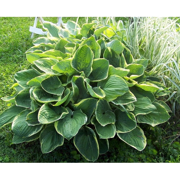 Christmas Tree Hosta - Shade Perennial - Quart Pot - Live Plant