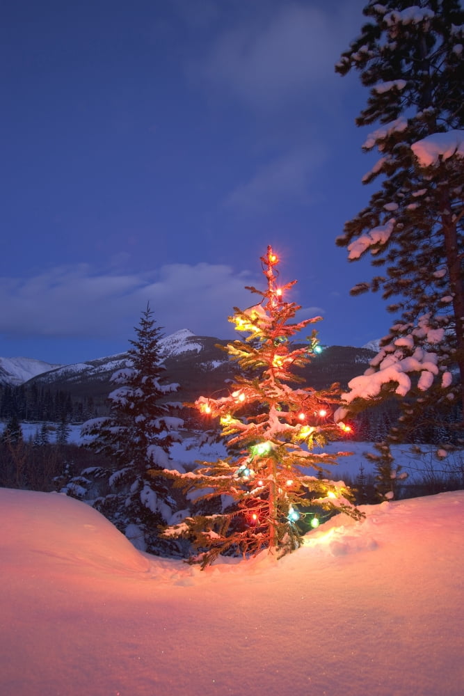 Christmas Tree Outdoors At Night Canvas Art - Carson Ganci Design Pics (22 x 34)