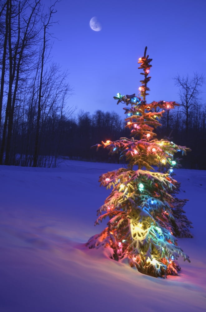 Christmas Tree Outdoors Under Moonlight Canvas Art - Carson Ganci Design Pics (22 x 34)