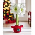 thumbnail image 1 of Christmas Tree Sweater Amaryllis with White Flower, 1 of 3