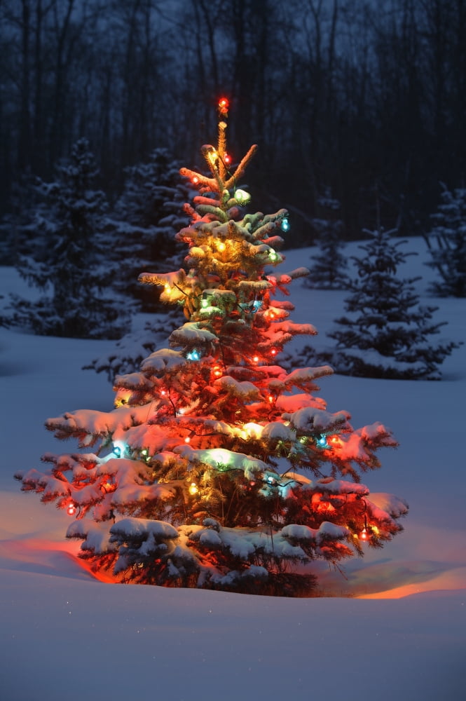 Christmas Tree With Lights Outdoors In The Forest Canvas Art - Carson Ganci Design Pics (11 x 17)