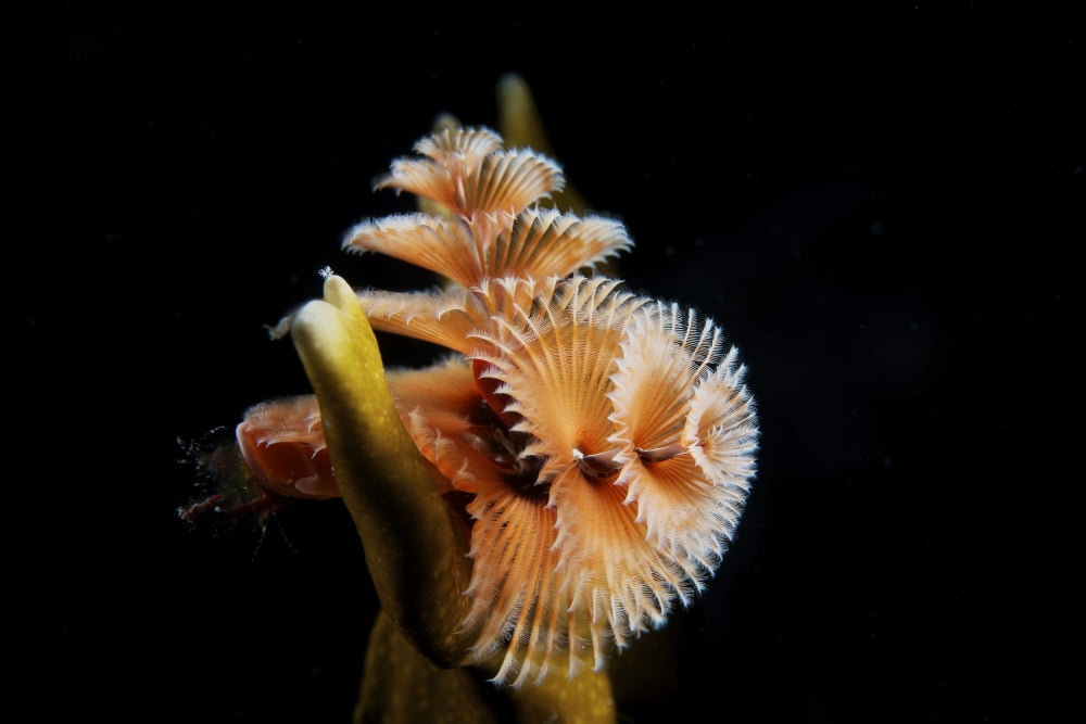 Christmas Tree Worm in fire coral Canvas Art - Terry MooreStocktrek Images (35 x 23)