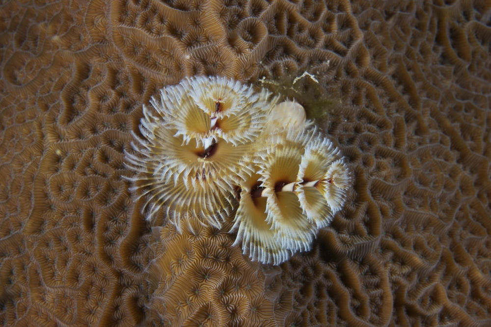 Christmas Tree Worm in hard coral Bonaire Caribbean Netherlands Canvas Art - Terry MooreStocktrek Images (18 x 12)