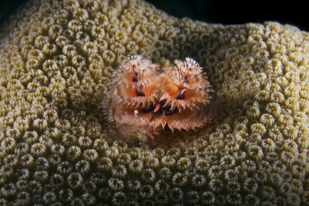 Christmas Tree Worm in hard coral Canvas Art - Terry MooreStocktrek Images (18 x 12)