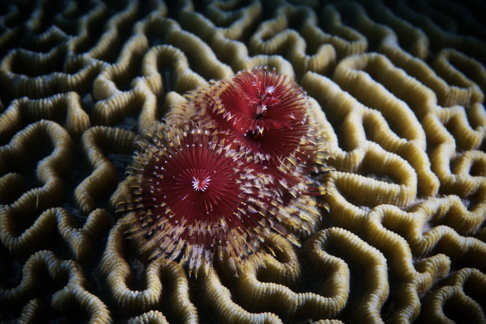 Christmas Tree Worm in hard coral Canvas Art - Terry MooreStocktrek Images (35 x 23)