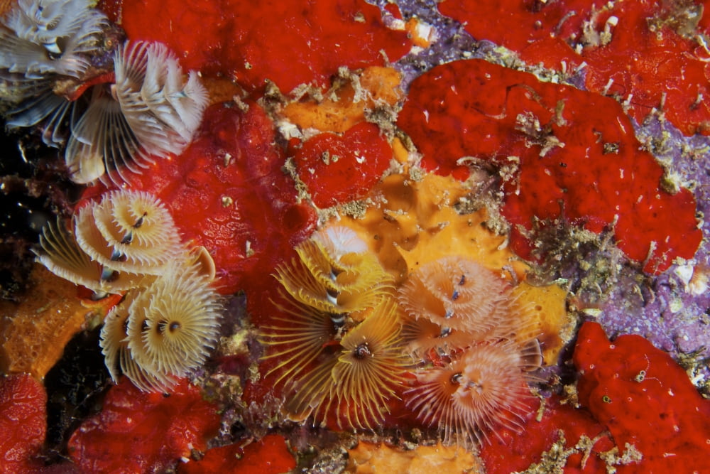 Christmas Tree Worms Bonaire Caribbean Netherlands Canvas Art - Terry MooreStocktrek Images (35 x 23)