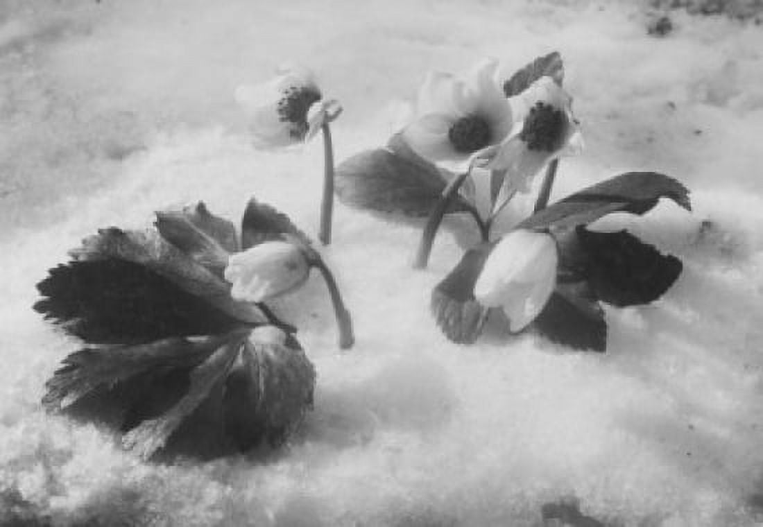 Christmas roses in snow Canvas Art - (18 x 24)