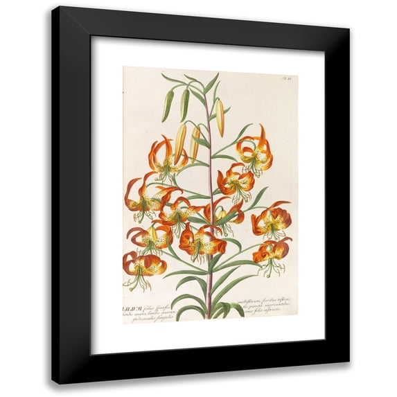 Christoph Jakob Trew 13x18 Black Modern Framed Museum Art Print Titled - Select Plants (1750)