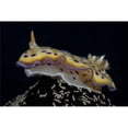 thumbnail image 1 of Chromodoris Kuniei Nudibranch Beqa Lagoon Fiji Poster Print - 17 x 11, 1 of 1