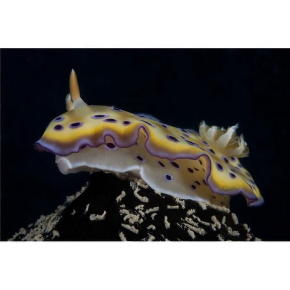 Chromodoris Kuniei Nudibranch Beqa Lagoon Fiji Poster Print - 17 x 11