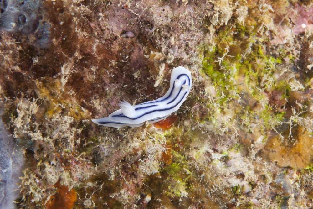 Chromodoris Lochi nudibranch Beqa Lagoon Fiji Canvas Art - Terry MooreStocktrek Images (18 x 12)