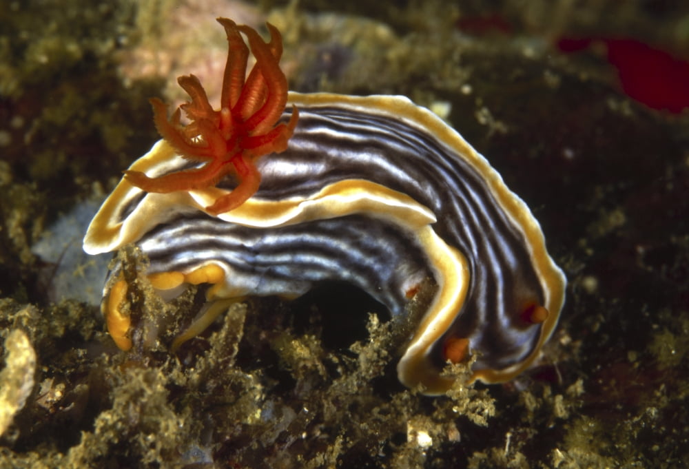 Chromodoris Nudibranch Sipadan Island Malaysia Canvas Art - Beverly FactorStocktrek Images (34 x 24)