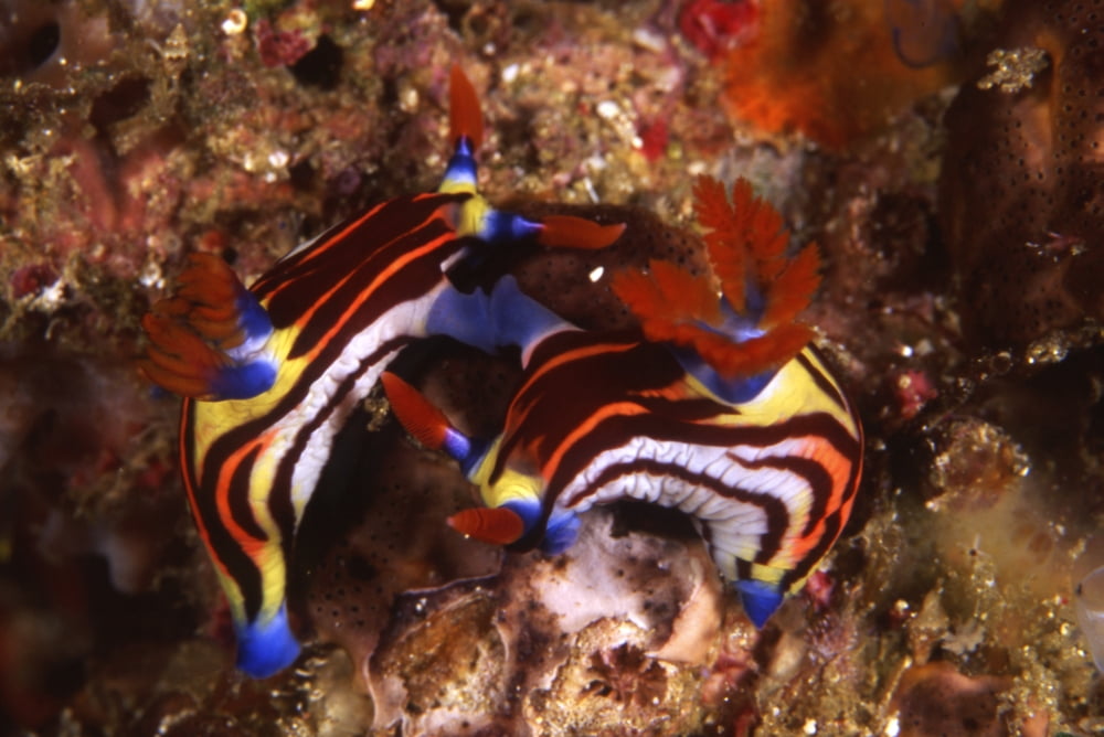 Chromodoris Nudibranch indonesia Canvas Art - Beverly FactorStocktrek Images (18 x 12)