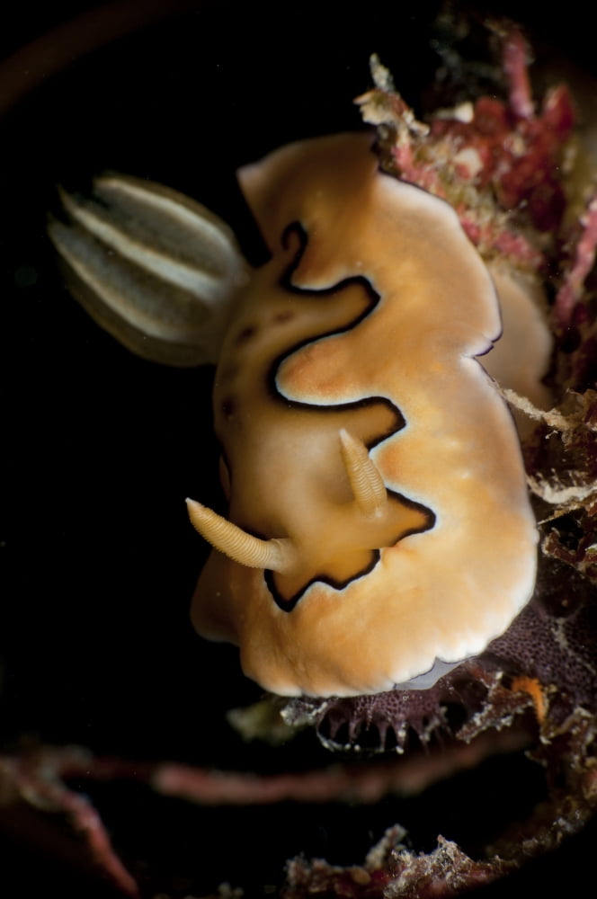 Chromodoris coi sea slug nudibranch Canvas Art - Mathieu MeurStocktrek Images (23 x 35)