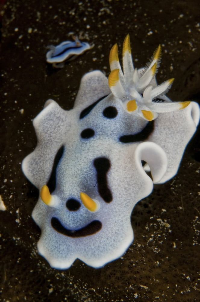 Chromodoris dianae sea slug nudibranch Canvas Art - Mathieu MeurStocktrek Images (12 x 18)