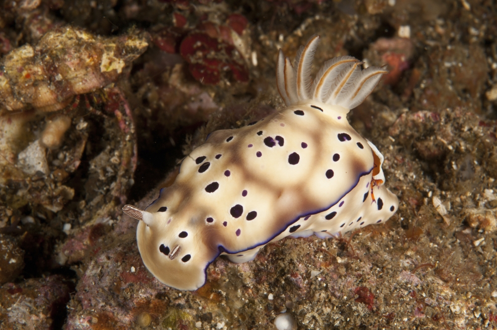 Chromodoris kunei nudibranch carrying an orange emperor shrimp on its back Canvas Art - Mathieu MeurStocktrek Images (35 x 23)