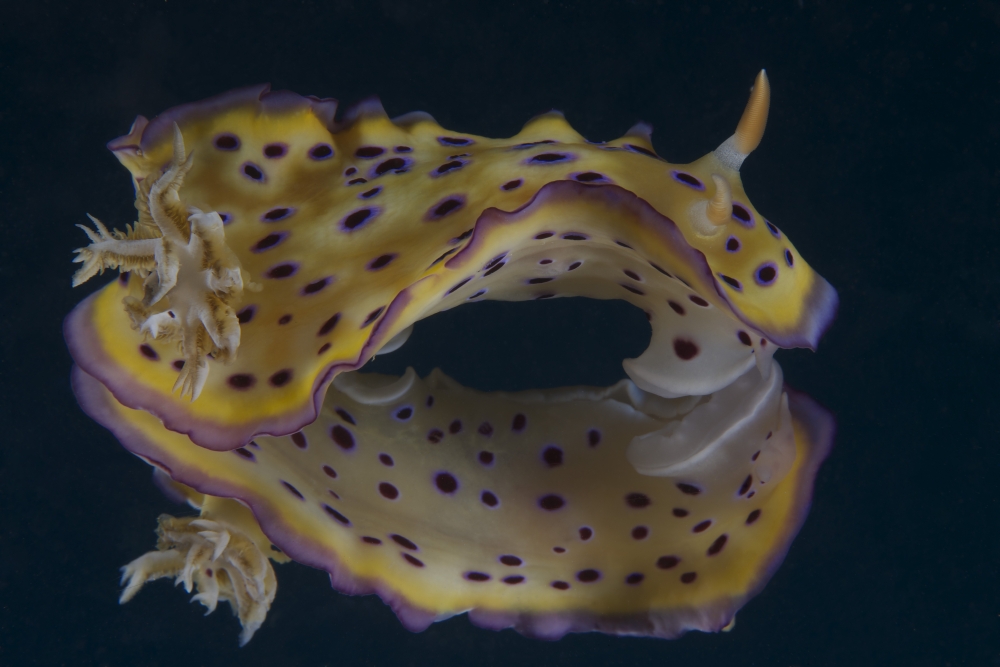 Chromodoris kuniei nudibranch Beqa Lagoon Fiji Canvas Art - Terry MooreStocktrek Images (18 x 12)