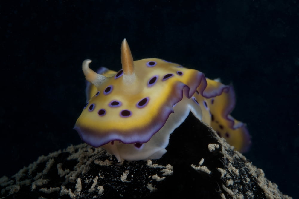 Chromodoris kuniei nudibranch Beqa Lagoon Fiji Canvas Art - Terry MooreStocktrek Images (18 x 12)