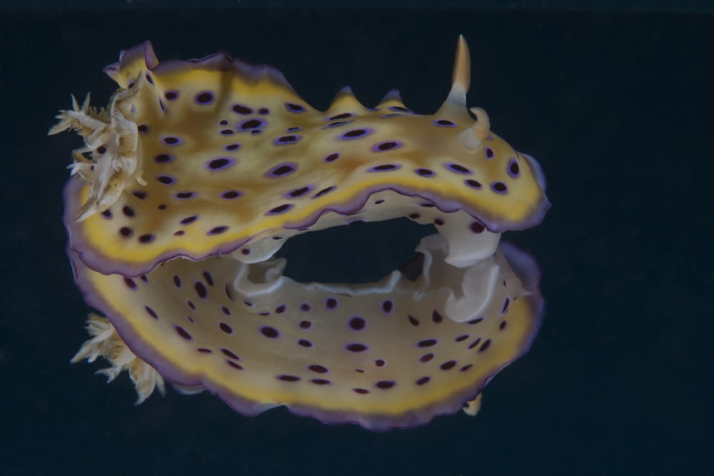 Chromodoris kuniei nudibranch Beqa Lagoon Fiji Canvas Art - Terry MooreStocktrek Images (18 x 12)