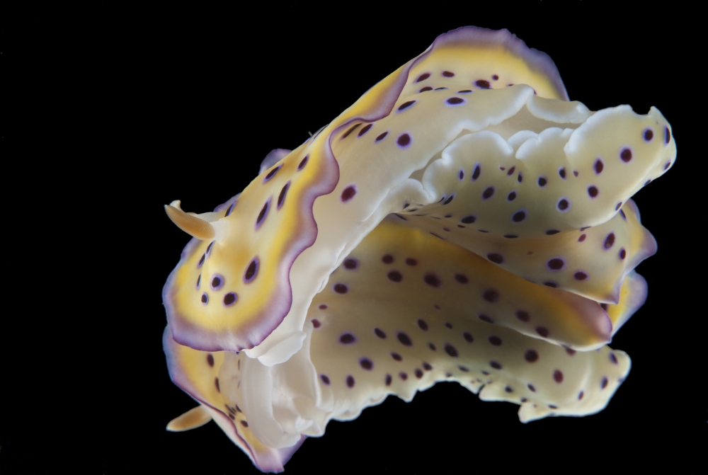 Chromodoris kuniei nudibranch Beqa Lagoon Fiji Canvas Art - Terry MooreStocktrek Images (34 x 23)