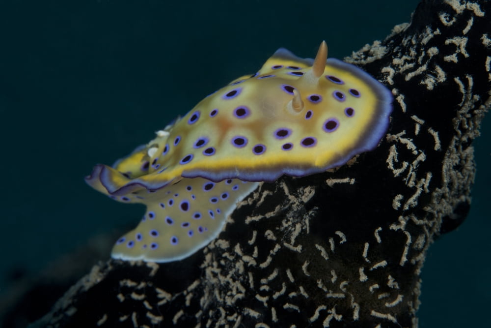 Chromodoris kuniei nudibranch Beqa Lagoon Fiji Canvas Art - Terry MooreStocktrek Images (35 x 23)