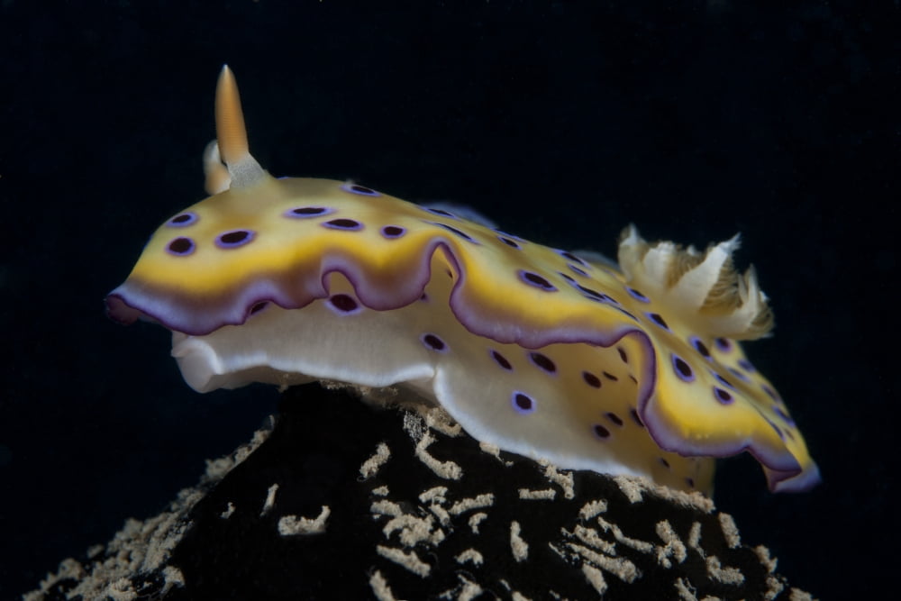 Chromodoris kuniei nudibranch Beqa Lagoon Fiji Canvas Art - Terry MooreStocktrek Images (35 x 23)