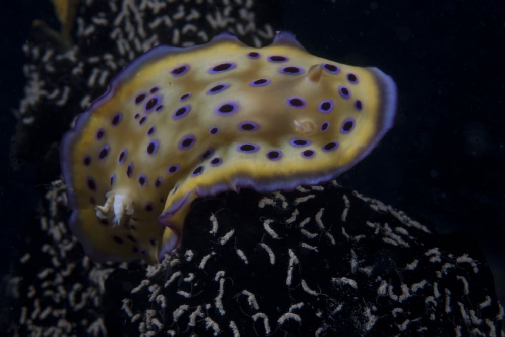 Chromodoris kuniei nudibranch Beqa Lagoon Fiji Canvas Art - Terry MooreStocktrek Images (35 x 23)
