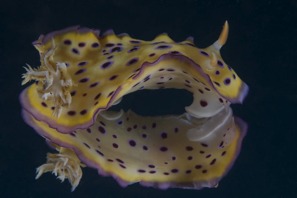 Chromodoris kuniei nudibranch Beqa Lagoon Fiji Canvas Art - Terry MooreStocktrek Images (35 x 23)