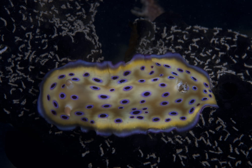Chromodoris kuniei nudibranch Beqa Lagoon Fiji Canvas Art - Terry MooreStocktrek Images (35 x 23)
