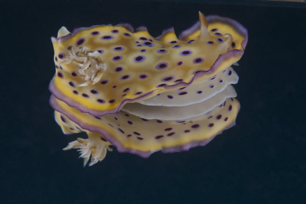 Chromodoris kuniei nudibranch Beqa Lagoon Fiji Canvas Art - Terry MooreStocktrek Images (35 x 23)
