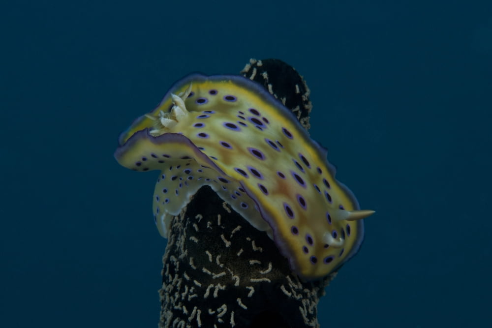 Chromodoris kuniei nudibranch Beqa Lagoon Fiji Canvas Art - Terry MooreStocktrek Images (35 x 23)