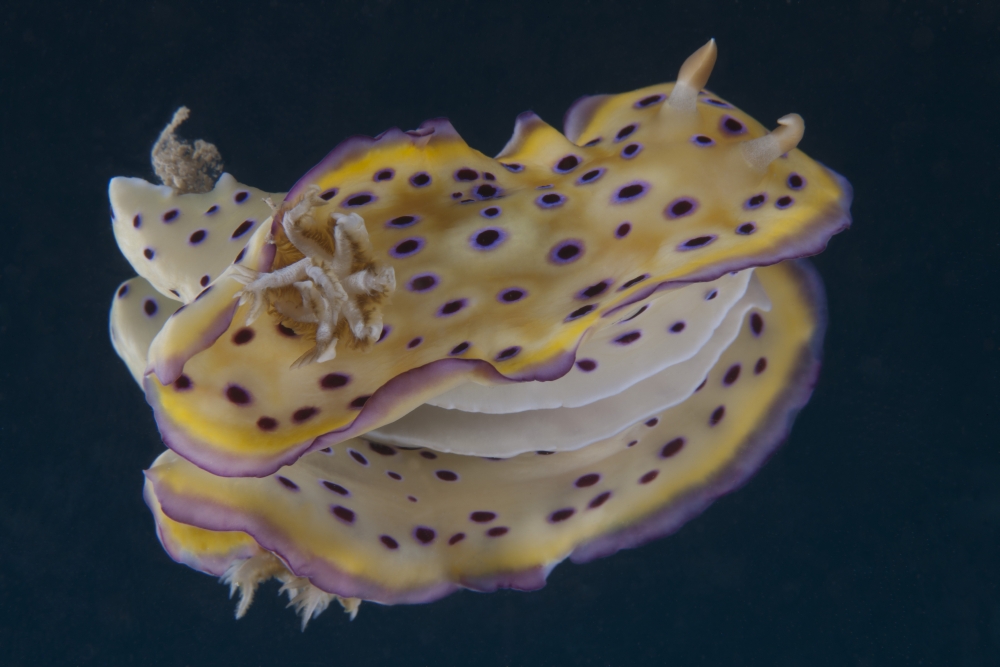 Chromodoris kuniei nudibranch Beqa Lagoon Fiji Canvas Art - Terry MooreStocktrek Images (35 x 23)