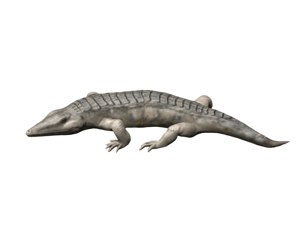 Chroniosuchus is an extinct animal from the Paleozoic Era Canvas Art - Nobumichi TamuraStocktrek Images (33 x 25)
