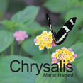 thumbnail image 1 of Chrysalis (Paperback), 1 of 1