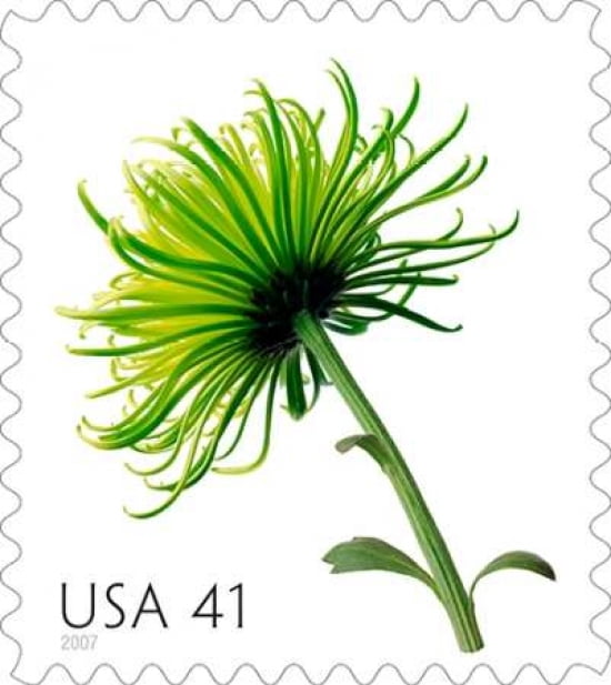 Chrysanthemum 41 Canvas Art - US POSTAL SERVICE (24 x 24)