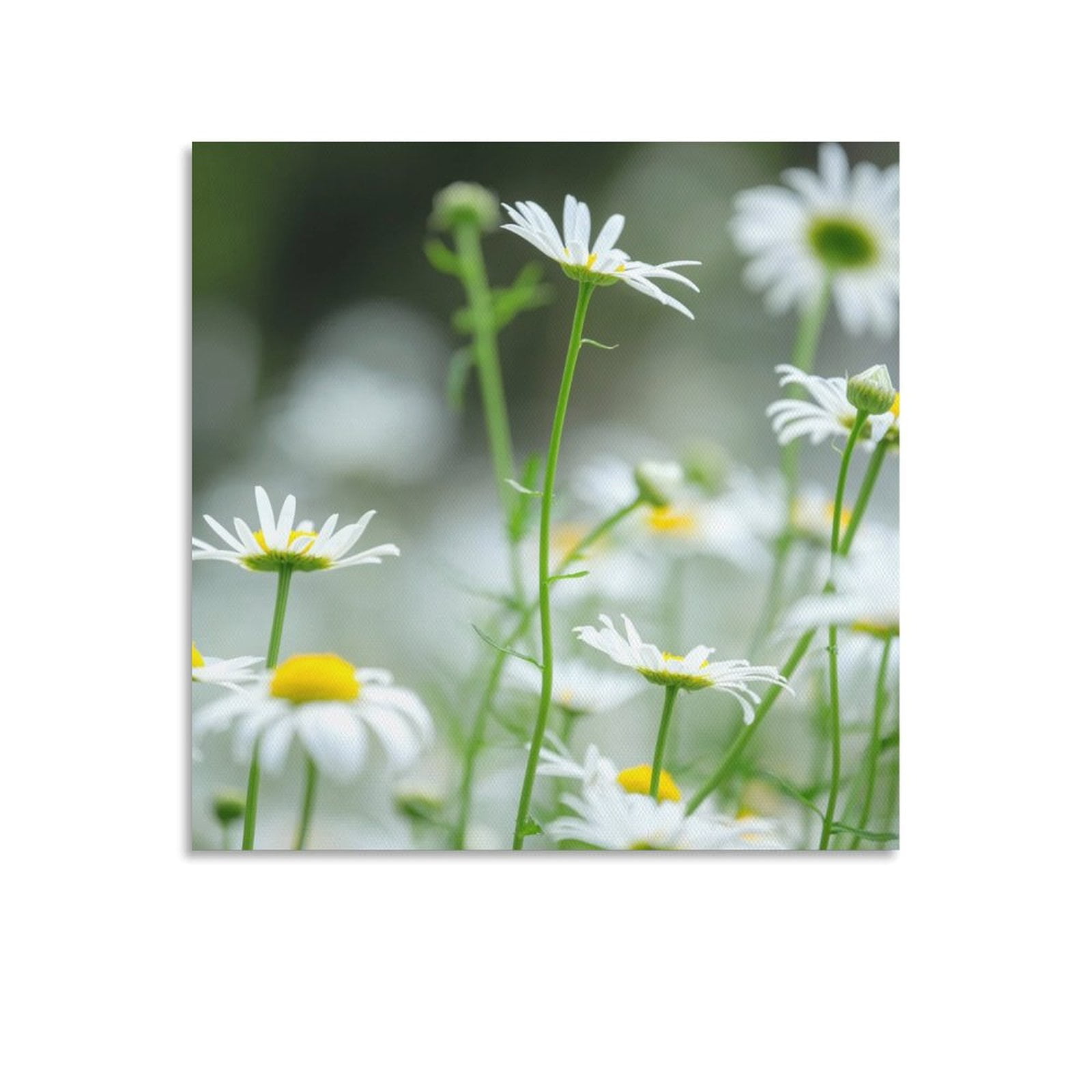 Chrysanthemum Art Poster (6) Painting On Canvas Wall Art Poster Scroll ...