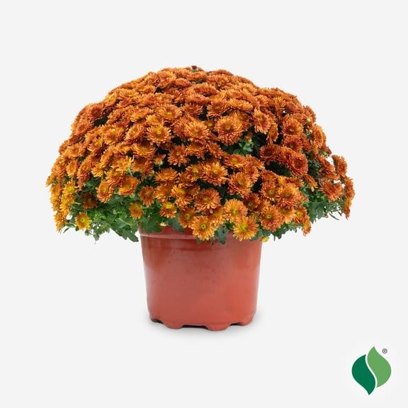 8 in. Mum (Chrysanthemum), Live Annual Plant, Bronze Flowers