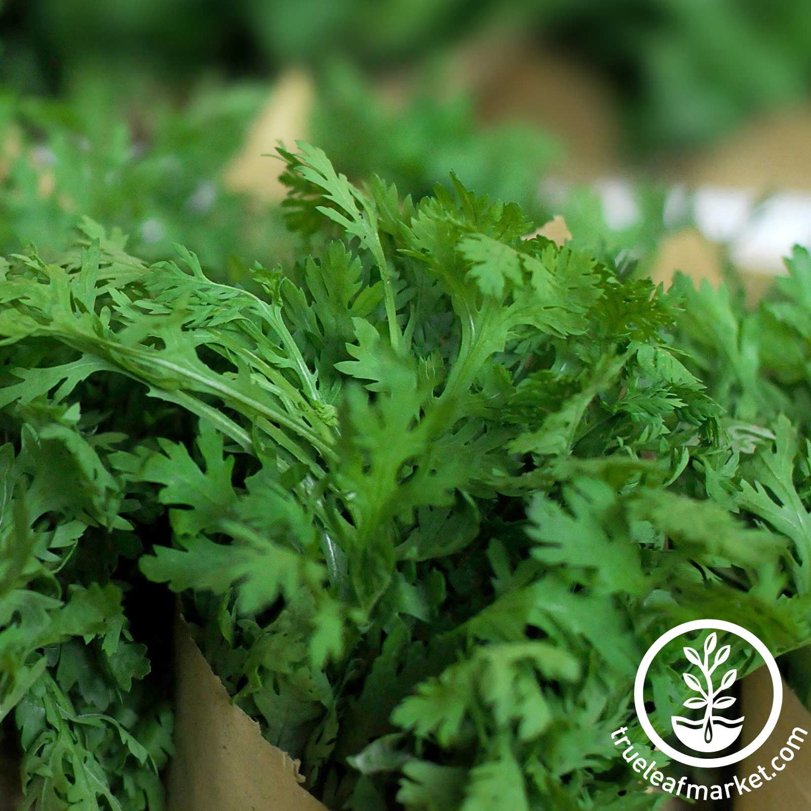Chrysanthemum Flower Garden Seeds - Broad Leaf, Edible - 1 Lb - Non-GMO, Annual Wildflower & Microgreens Seeds - AKA: Garland Daisy