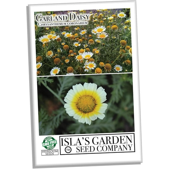 Chrysanthemum Flower Seeds, 1500+ Premium Heirloom Seed, Chrysanthemum Coronarium, 90% Germination, (Isla's Garden Seeds), Non Gmo