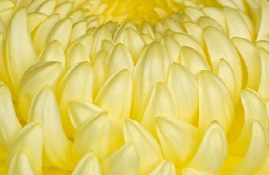 Chrysanthemum Flowers Ise Shrine Mie Japan Canvas Art - Rob Tilley DanitaDelimont (36 x 24)
